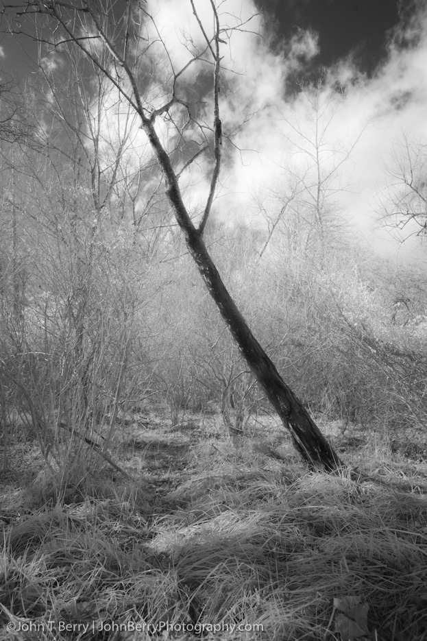 January/12/12: Landscape. Digital Infrared. IR